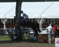 Springpferd Luiz Gustavo (Deutsches Reitpferd, 2005, von L Avian)