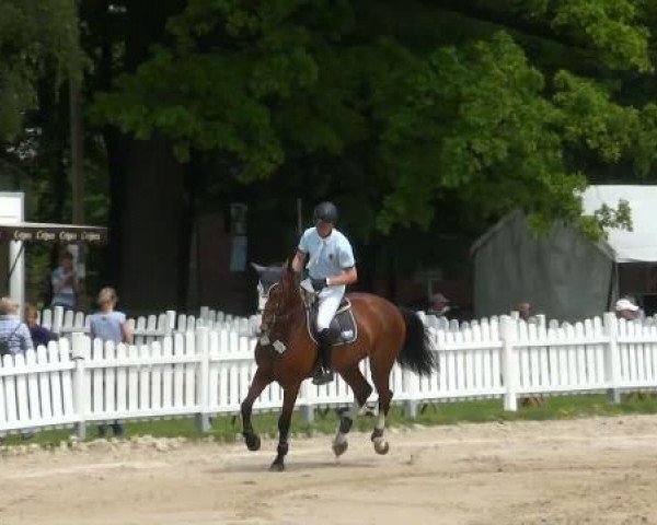 broodmare High Fidelity 18 (Westphalian, 2005, from Balou du Rouet)