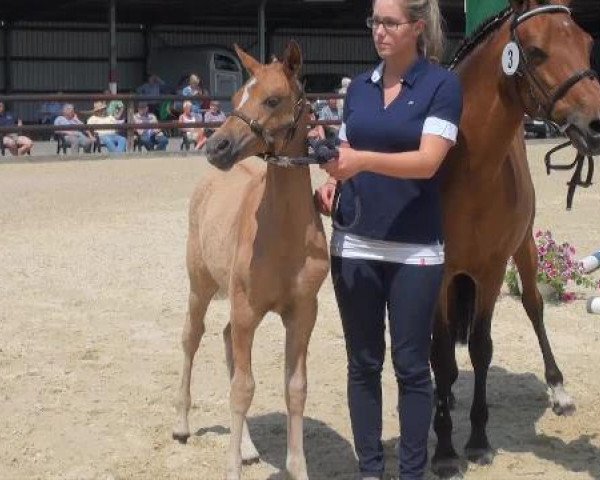 Zuchtstute Dekita Pur Emotion (Deutsches Reitpony, 2012, von Dimension AT NRW)