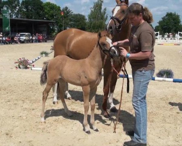 dressage horse Valido's Mirabella (German Riding Pony, 2012, from Valido's Highlight)
