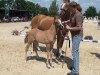 dressage horse Valido's Mirabella (German Riding Pony, 2012, from Valido's Highlight)