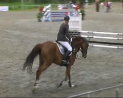 jumper Calippo 39 (Oldenburg show jumper, 2006, from Cassini II)