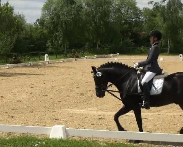 dressage horse Spannenland's Stella (unknown, 1994)