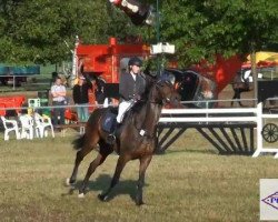 broodmare Colette (German Sport Horse, 2005, from Coolman)