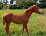 dressage horse Stella (Westphalian, 2022, from Sir Heinrich OLD)