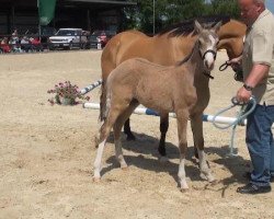 horse Golden Cullinan Dream (German Riding Pony, 2012, from FS Coolio)