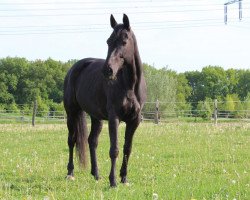 broodmare Aquarel (Saxony-Anhaltiner, 2001, from Avantgarde)