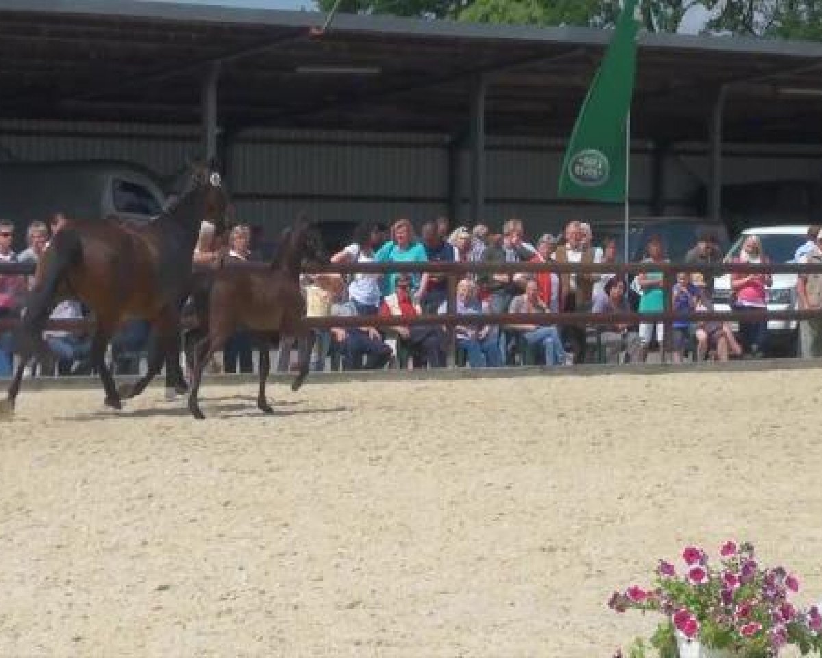 broodmare Salut M (Westphalian, 2012, from St. Moritz Junior)