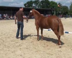 broodmare Anett (German Riding Pony, 2009, from A Gorgeous)