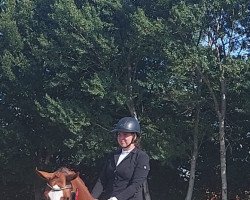 dressage horse Quietschfidel 8 (Hanoverian, 2018, from Quaterhall)