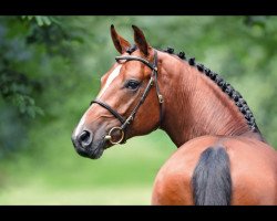 stallion Keaton HV (Holsteiner, 2016, from Kannan)