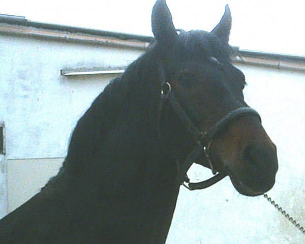horse Piano II (Westphalian, 1988, from Pilot)