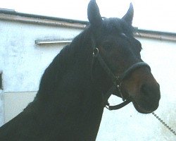 stallion Piano II (Westphalian, 1988, from Pilot)