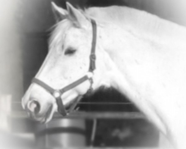 broodmare Ramina 51 (Westphalian, 1992, from Rivellino xx)