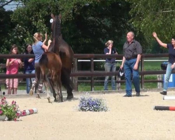 dressage horse Fohlen D Nr.20 (Westphalian, 2012, from Apache)