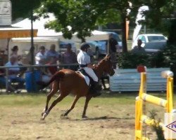 jumper Carina 442 (German Riding Pony, 1999, from Navaro)