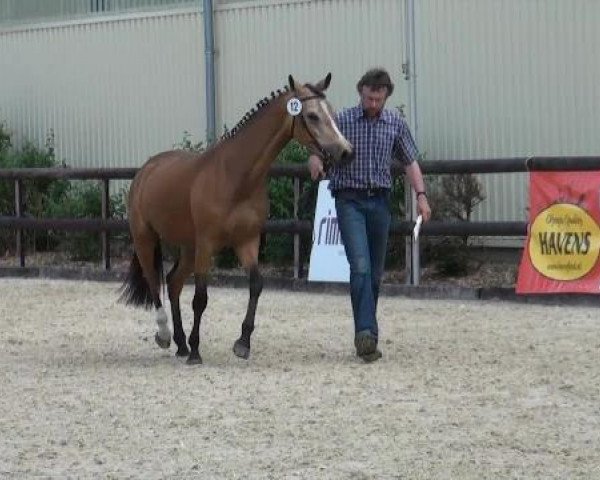 dressage horse Stute D Nr.12 (Westphalian, 2009, from Genesis B)