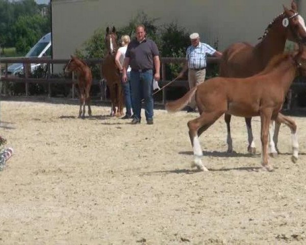 Dressurpferd Campari de Luxe 3 (Deutsches Reitpony, 2012, von FS Champion de Luxe)