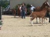 Springpferd Campari de Luxe 3 (Deutsches Reitpony, 2012, von FS Champion de Luxe)