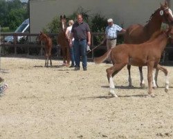 dressage horse Campari de Luxe 3 (German Riding Pony, 2012, from FS Champion de Luxe)