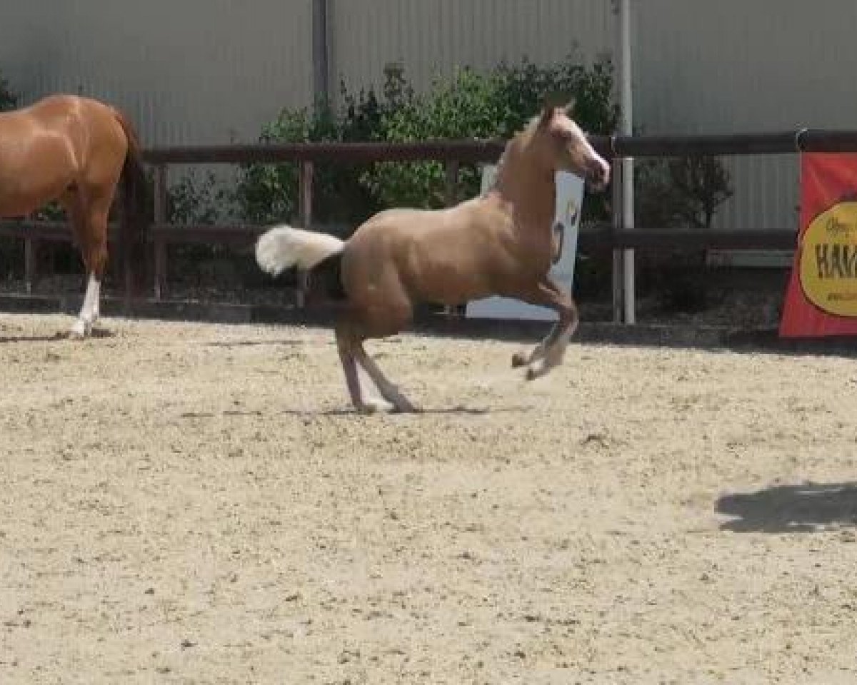 dressage horse Call Me Cassady (Westphalian, 2012, from Top Carlos Cassini)