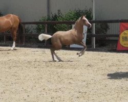 dressage horse Call Me Cassady (Westphalian, 2012, from Top Carlos Cassini)