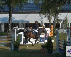 jumper Calidor 7 (German Sport Horse, 2003, from Catalani)