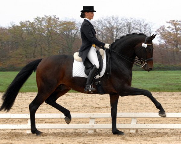stallion Rifaisos (Westphalian, 2000, from Riccione)
