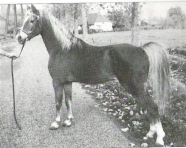 stallion Catherston Red Gold (British Riding Pony, 1960, from Bubbly)