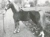 Deckhengst Catherston Red Gold (British Riding Pony, 1960, von Bubbly)