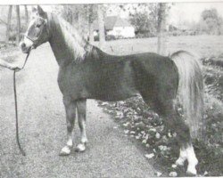 Deckhengst Catherston Red Gold (British Riding Pony, 1960, von Bubbly)