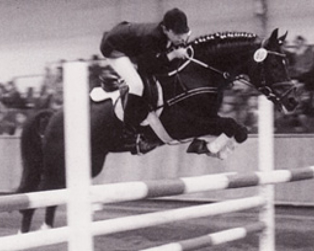 stallion Silvertop's Ricco (Nederlands Welsh Ridepony, 1978, from Catherston Red Gold)