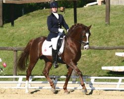 Deckhengst Anjershof Rocky (Nederlands Welsh Ridepony, 1988, von Silvertop's Ricco)