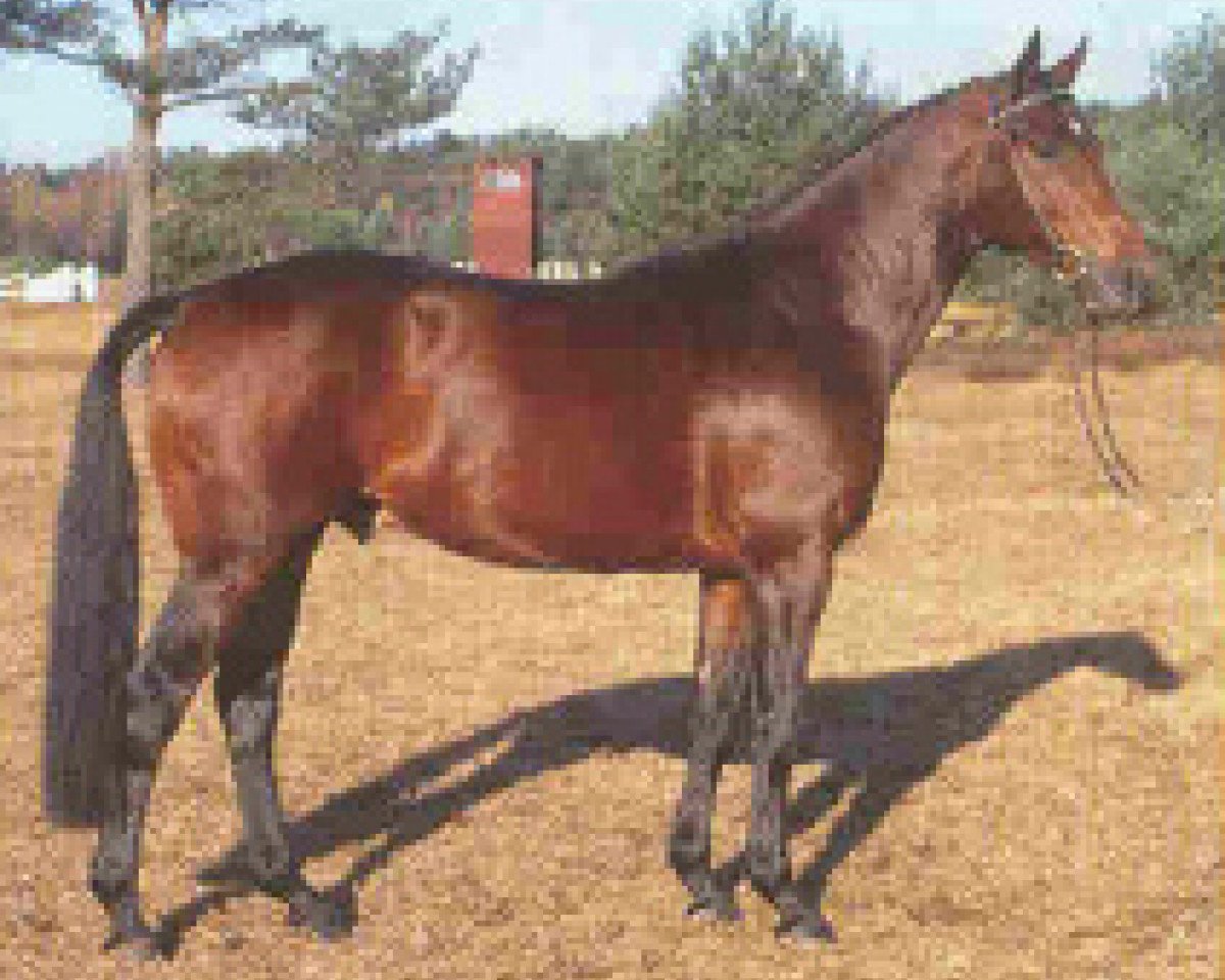 stallion Lemon Park (Hanoverian, 1986, from Lemon xx)