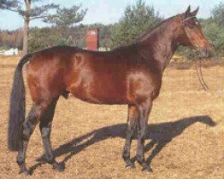 stallion Lemon Park (Hanoverian, 1986, from Lemon xx)