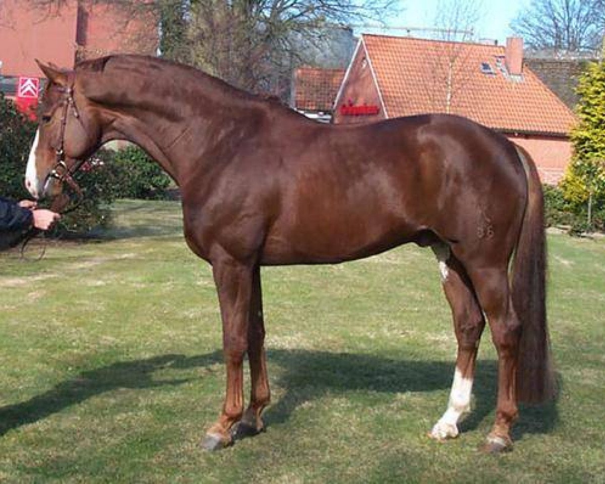 Deckhengst Don Cavallo (Hannoveraner, 1998, von Donnerhall)