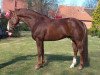 stallion Don Cavallo (Hanoverian, 1998, from Donnerhall)