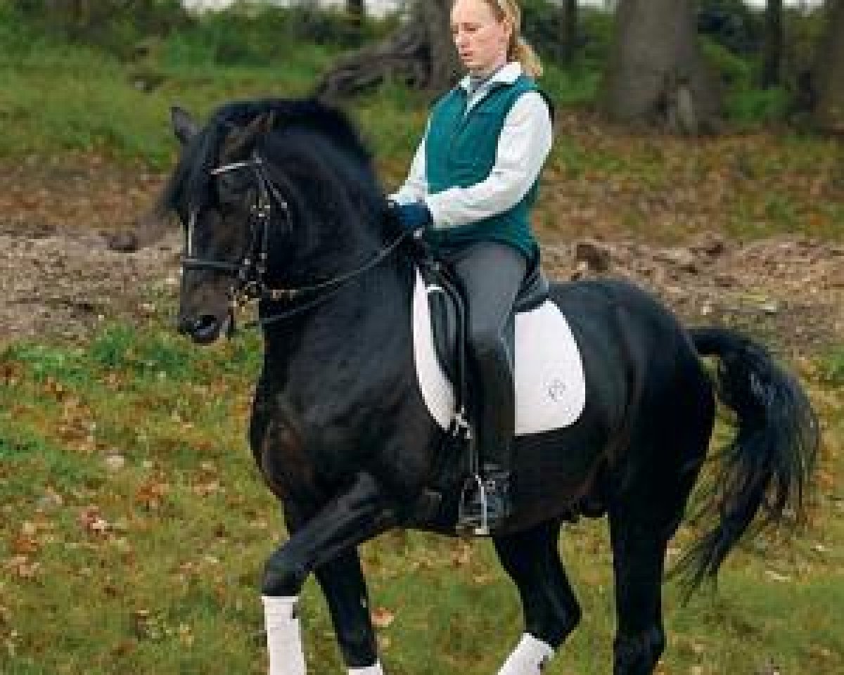 Deckhengst FS Pavarotti (Deutsches Reitpony, 1989, von Power Boy)