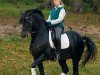 stallion FS Pavarotti (German Riding Pony, 1989, from Power Boy)