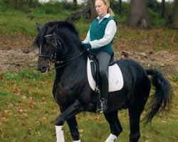 stallion FS Pavarotti (German Riding Pony, 1989, from Power Boy)