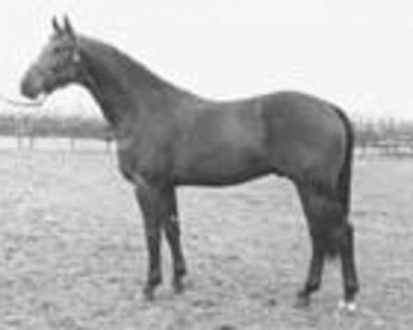 stallion Ufarno (Royal Warmblood Studbook of the Netherlands (KWPN), 1978, from Farn)