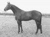 stallion Ufarno (Dutch Warmblood, 1978, from Farn)