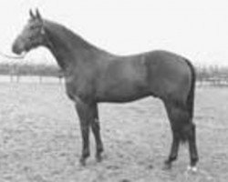 stallion Ufarno (KWPN (Royal Dutch Sporthorse), 1978, from Farn)