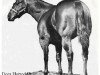 Deckhengst Docs Hotrodder (Quarter Horse, 1965, von Doc Bar)