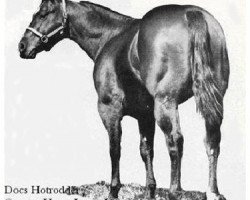 Deckhengst Docs Hotrodder (Quarter Horse, 1965, von Doc Bar)