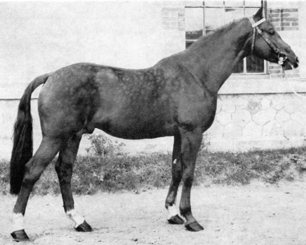 stallion Amour du Bois (Selle Français, 1966, from Quirinal)