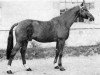 horse Amour du Bois (Selle Français, 1966, from Quirinal)