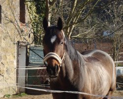 jumper Las Vegas (German Sport Horse,  , from Böckmanns Lazio)