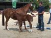 Springpferd Mister Ted (Deutsches Reitpony, 2012, von Top Montreal)