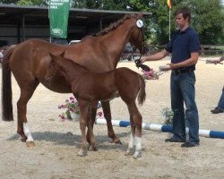 Springpferd Mister Ted (Deutsches Reitpony, 2012, von Top Montreal)